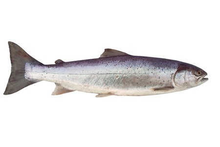 big salmon on white backgroundの写真素材
