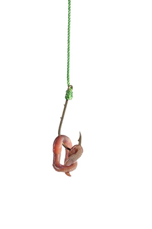 earthworm on hook on white backgroundの写真素材