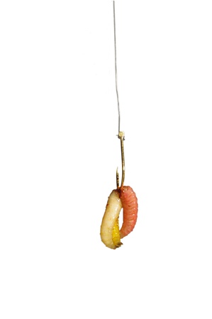 worms on hook on a white backgroundの写真素材