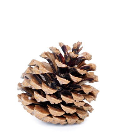 pine cone on a white background