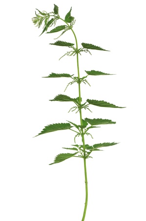 nettle on white backgroundの写真素材