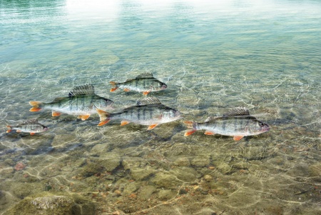 swimming in water predatory perchの写真素材