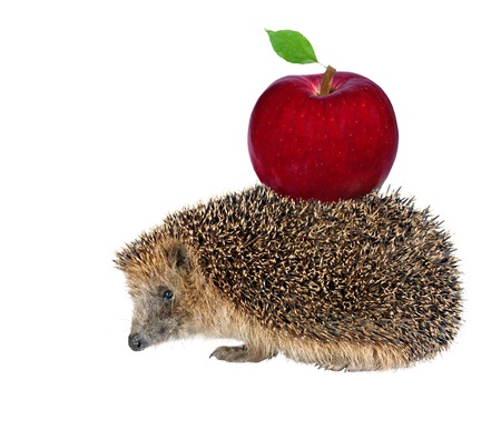 sitting hedgehog with apple on white backgroundの写真素材