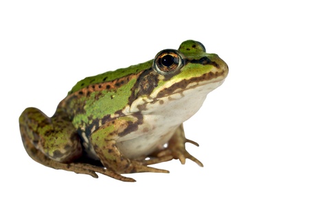 green frog on a white background