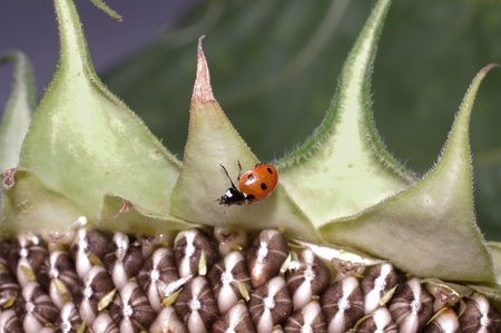 ladybug on mature sunflower