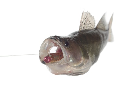 big zander with artificial bait in jawsの写真素材