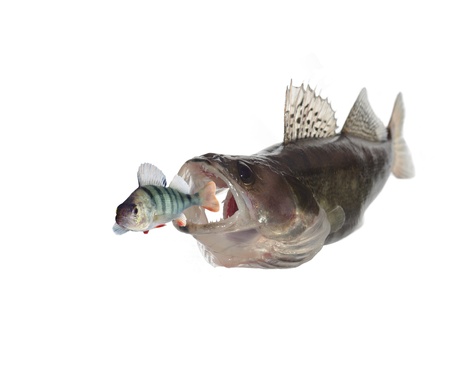 chasing perch  zander on white backgroundの写真素材