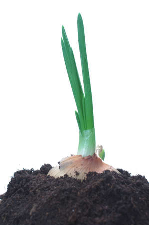 green chives on white backgroundの写真素材