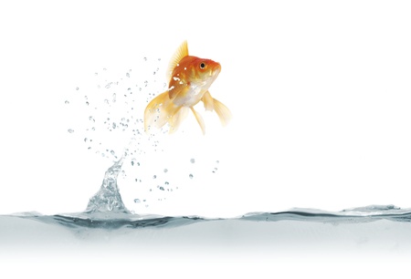  jumping out fish on white backgroundの写真素材
