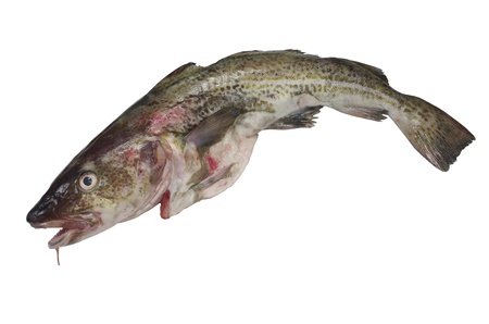 big cod fish on a white backgroundの写真素材