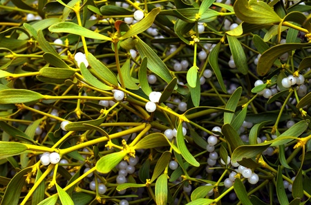 background with green mistletoeの写真素材