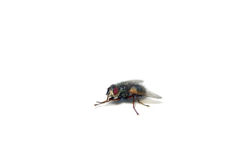   bluebottle fly on white backgroundの写真素材