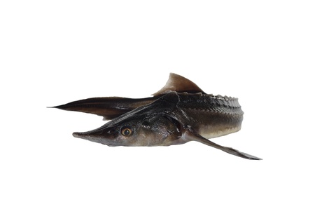sturgeon on white backgroundの写真素材
