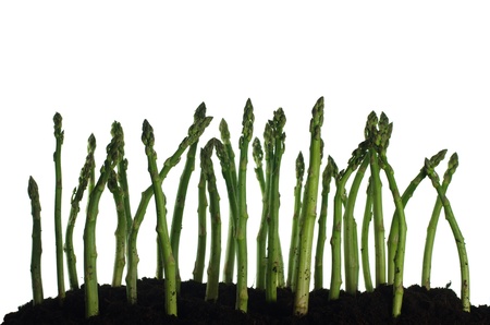 growing from soil asparagi on white backgroundの写真素材