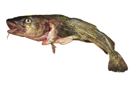  big cod fish on a white backgroundの写真素材