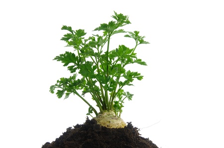 growing from the ground parsley