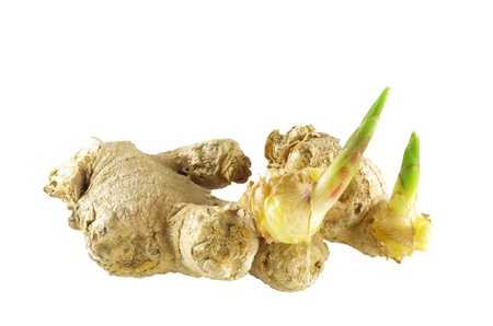 germinating ginger on white background