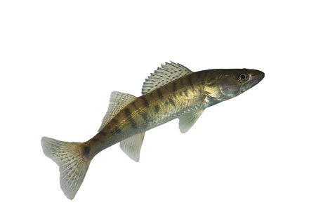 long zander on white backgroundの写真素材