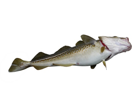  big cod fish on a white backgroundの写真素材