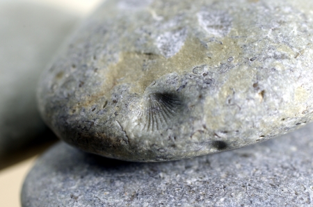 imprint of shell on stoneの写真素材