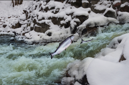 jumping out from water salmon  on waterfall backgroundの写真素材