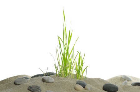 dune with grass on white backgroundの写真素材
