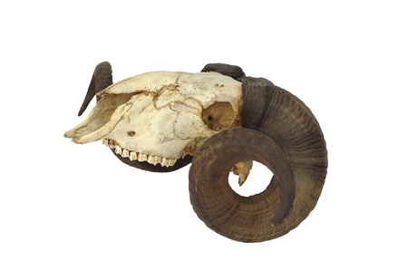 ram skull with big horn isolated on white backgroundの写真素材