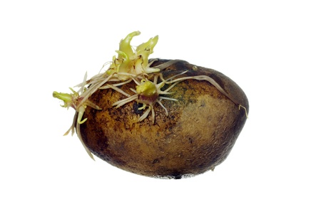germinating potato with roots on white backgroundの写真素材