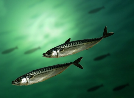 mackerel fish on a sea backgroundの写真素材