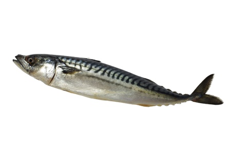 mackerel fish on a white backgroundの写真素材