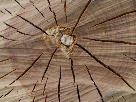 wood texture of cutted tree trunk, macroの写真素材