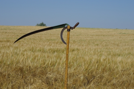 old scythe on  background growing cerealの写真素材