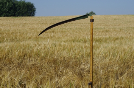 old scythe on growing cereal backgroundの写真素材