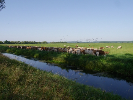 cows on pasture on background of skyの写真素材
