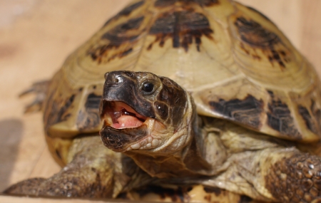 grassland tortoise with open  beak
