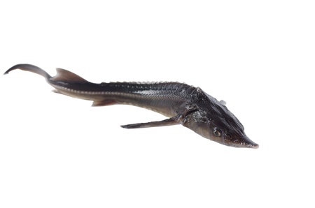 sturgeon on white backgroundの写真素材