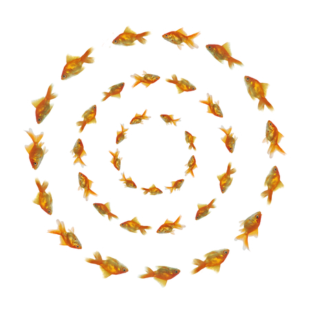 gold fishes swimming in circle の写真素材