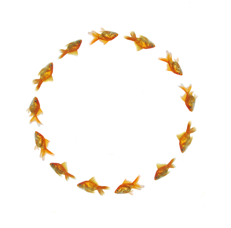 gold fishes swimming in circle の写真素材
