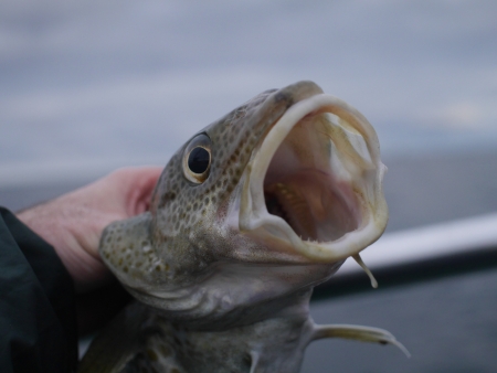  big cod fish in hand