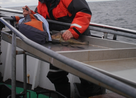  cod fish and angler