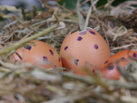 nest with egg on white の写真素材