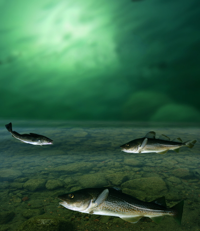 big cod fish and shoal under waterの写真素材