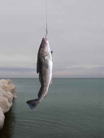  codfish on fishing-rod on background of seaの写真素材