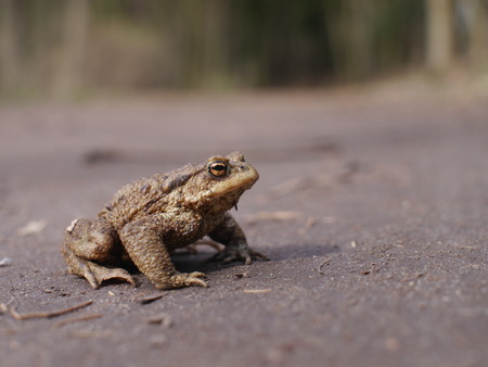 sitting brown toad on trees background