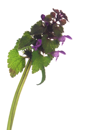 nettle lamium purpureum on white backgroundの写真素材