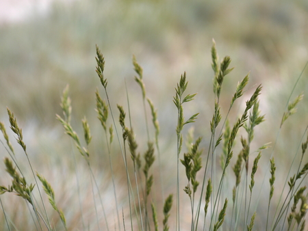 grenn gras abstract natural backgroundの写真素材