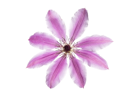 beautiful flower lilac clematis on white の写真素材