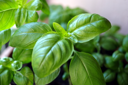 herb basil in flowerpotの写真素材