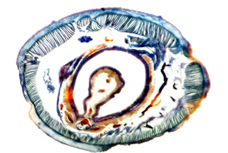 section earthworms on white backgroundの写真素材