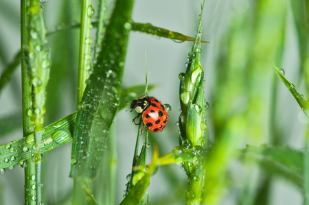 wandering after stalk of grass ladybugの写真素材